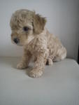 Female Toy Poodle - Poodle Dog