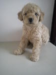 Female Toy Poodle - Poodle Dog