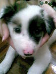This is Bolt