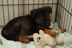 Bailey with her toy