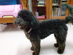 Nicky - Poodle + Shih Tzu Dog