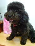 Nicky - Poodle + Shih Tzu Dog