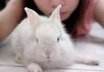 Fluffy - Bunny Rabbit Rabbit