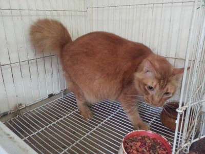 Tiger - Domestic Medium Hair Cat