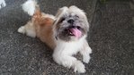 PF49015 - Shih Tzu Dog