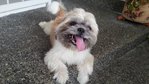 PF49015 - Shih Tzu Dog