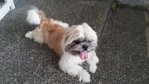 PF49015 - Shih Tzu Dog