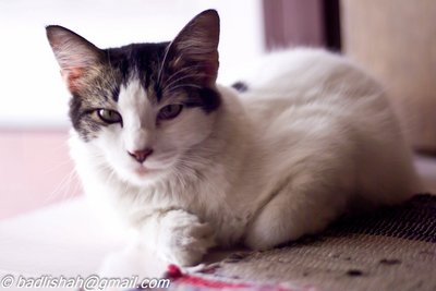 Ciku - Domestic Medium Hair Cat