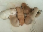 Looking For A Good Home - 5 Puppies