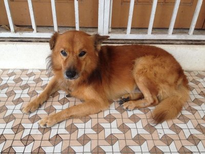 Brownie - Mixed Breed Dog