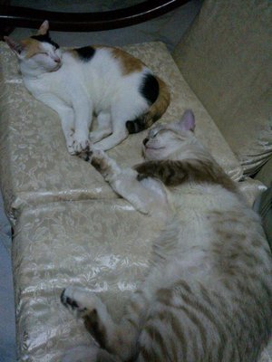 Serato &amp; Eddie - Domestic Medium Hair + Domestic Long Hair Cat