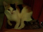 Serato &amp; Eddie - Domestic Medium Hair + Domestic Long Hair Cat