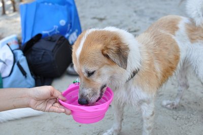 Ashtray - Spitz Mix Dog