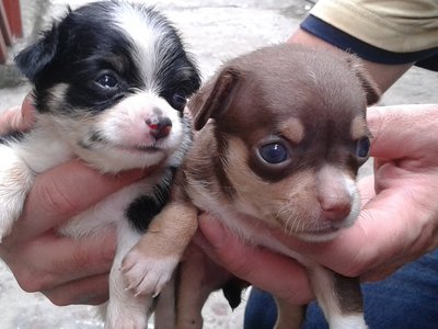 Tiny3 Chihuahua Male Pups - Chihuahua Dog