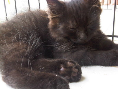 Happy - Domestic Long Hair + Persian Cat