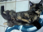 Joy - Tortoiseshell + Persian Cat