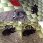  2 Adorable Kittens.black&amp; Grey - Domestic Short Hair Cat