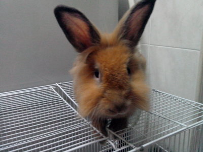 PF49051 - Angora Rabbit + Lionhead Rabbit