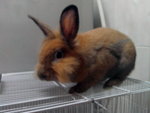 PF49051 - Angora Rabbit + Lionhead Rabbit