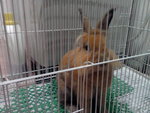 PF49051 - Angora Rabbit + Lionhead Rabbit