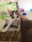 6 Playful Kittens: Alor Setar - Domestic Short Hair Cat