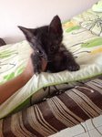 6 Playful Kittens: Alor Setar - Domestic Short Hair Cat