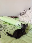 6 Playful Kittens: Alor Setar - Domestic Short Hair Cat