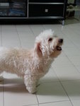 Charlie - Poodle Dog