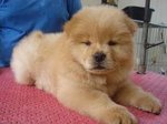 Chow Chow  - Chow Chow Dog