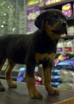 Rottweiler - Big Bone Thick Coat - Rottweiler Dog