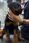 Rottweiler - Big Bone Thick Coat - Rottweiler Dog