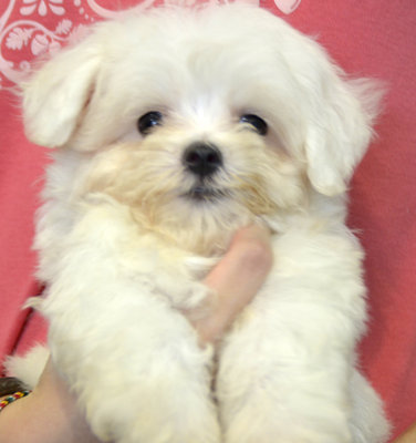 Maltese - Small &amp; Very Thick Coat - Maltese Dog