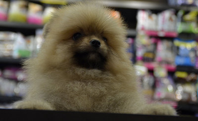 Pomeranian - Very Small &amp; Thickcoat - Pomeranian Dog