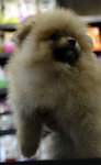 Pomeranian - Very Small &amp; Thickcoat - Pomeranian Dog