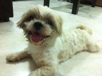 Lucky - Shih Tzu Dog