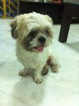 Lucky - Shih Tzu Dog