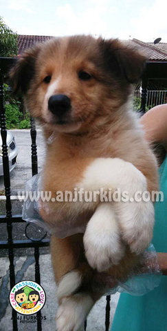 Quality Shetland Sheepdog Puppies  - Shetland Sheepdog Sheltie Dog