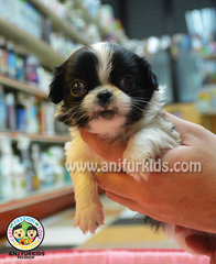 Japanese Chin Puppy  - Japanese Chin Dog