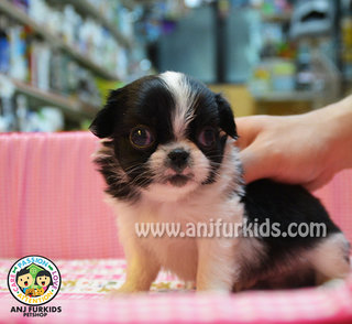 Japanese Chin Puppy  - Japanese Chin Dog