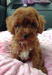 1adorable Toy Poodle Puppies - Poodle Dog