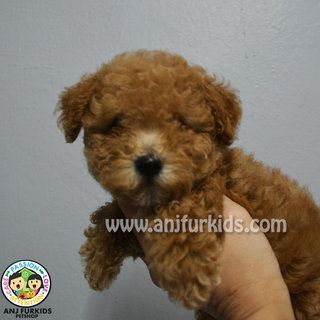 1adorable Toy Poodle Puppies - Poodle Dog