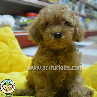 1adorable Toy Poodle Puppies - Poodle Dog