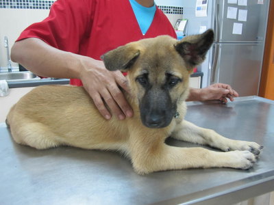 Zaza - German Shepherd Dog Mix Dog