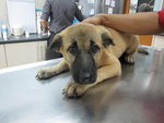 Zaza - German Shepherd Dog Mix Dog