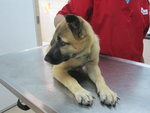 Zaza - German Shepherd Dog Mix Dog