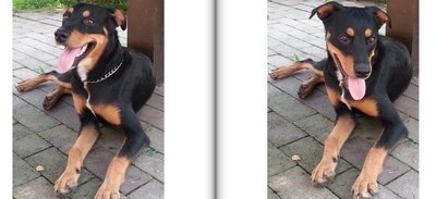 Cash - Doberman Pinscher Dog