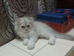 Male Persian Kitten (Jekspero) - Persian Cat