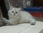 Male Persian Kitten (Jekspero) - Persian Cat