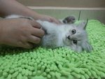 Male Persian Kitten (Jekspero) - Persian Cat