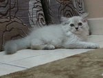 Male Persian Kitten (Jekspero) - Persian Cat